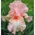 Plante Iris germanica Beverly Sills