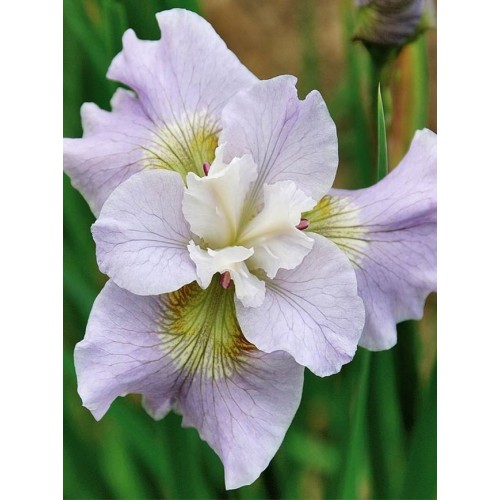 Plante Iris sibirica Dawn Waltz - Stanjenel 