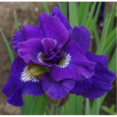 Plante Iris sibirica Kaboom-Stanjenel siberian