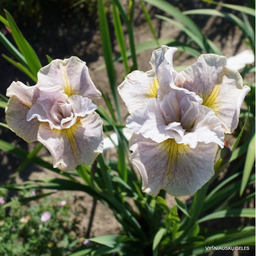 Plante Iris sibirica Lemon Veil -  Stanjenel siberian
