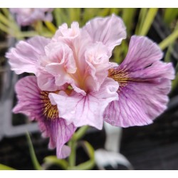 Plante Iris sibirica Peacock Mad Hat