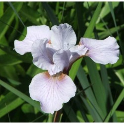 Plante Iris sibirica Roanoke's Choice -  Stanjenel siberian