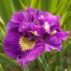 Plante Iris sibirica Spindazzle