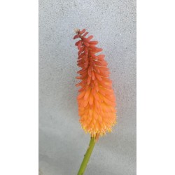 Plante Kniphofia uvaria Alcazar - Crin faclie Plante Kniphofia uvaria Alcazar - Crin faclie