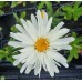 Plante Leucanthemum superbum Crazy Daisy -Margareta