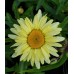 Plante Leucanthemum superbum Wirral Supreme - Margareta