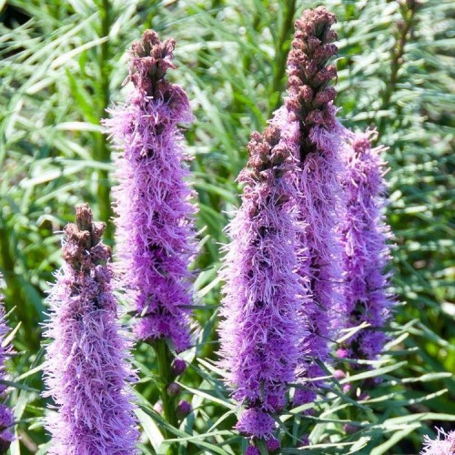 Plante Liatris spicata Floristan Violet-Stea stralucitoare