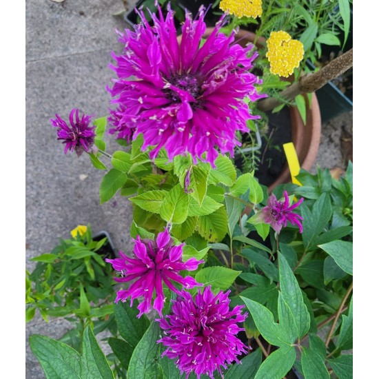 Plante Monarda didyma Bee Free -Menta indiana