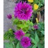 Plante Monarda didyma Bee Free -Menta indiana