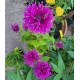 Plante Monarda didyma Bee Free -Menta indiana