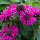 Plante Monarda didyma Bee Free -Menta indiana