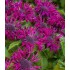 Plante Monarda didyma Purple Lace -Menta indiana