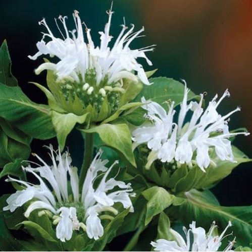 Plante Monarda didyma Bee Bright -Menta indiana