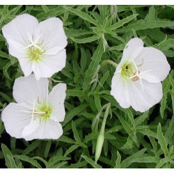 Plante Oenothera speciosa Alba -Evening Primrose- Primula de seara