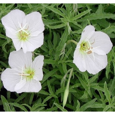 Plante Oenothera speciosa Alba -Evening Primrose- Primula de seara
