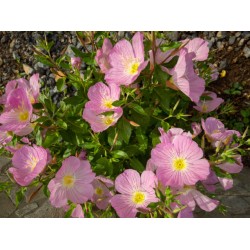 Plante Oenothera speciosa Rosea -Evening Primrose- Primula de seara Plante Oenothera speciosa Rosea -Evening Primrose- Primula de seara