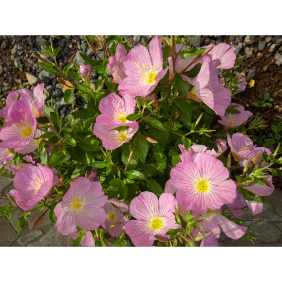 Plante Oenothera speciosa Rosea -Evening Primrose- Primula de seara Plante Oenothera speciosa Rosea -Evening Primrose- Primula de seara