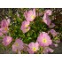 Plante Oenothera speciosa Rosea -Evening Primrose- Primula de seara