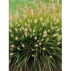 Plante Pennisetum alopecuroides Little Bunny - Iarba decorativa Plante Pennisetum alopecuroides Little Bunny - Iarba decorativa