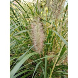 Plante Pennisetum alopecuroides Red Head -Iarba decorativa