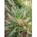 Plante Pennisetum alopecuroides Red Head -Iarba decorativa