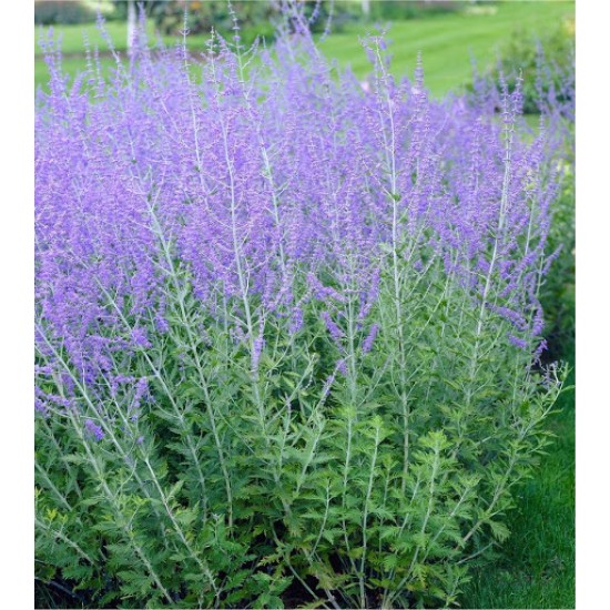 Plante Perovskia atriplicifolia Blue Spire - Salvie ruseasca Plante Perovskia atriplicifolia Blue Spire - Salvie ruseasca