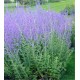 Plante Perovskia atriplicifolia Blue Spire - Salvie ruseasca Plante Perovskia atriplicifolia Blue Spire - Salvie ruseasca