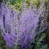 Plante Perovskia atriplicifolia Blue Spire - Salvie ruseasca