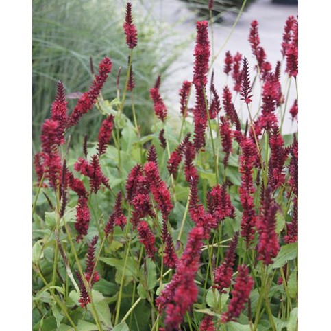 Plante Persicaria (Bistorda) amplexicaulis Blackfield -  Ardeiul Broastei