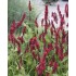 Plante Persicaria (Bistorda) amplexicaulis Blackfield -  Ardeiul Broastei