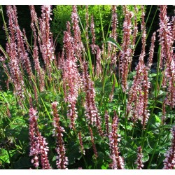 Plante Persicaria (Bistorda) amplexicaulis Rosea -  Ardeiul Broastei