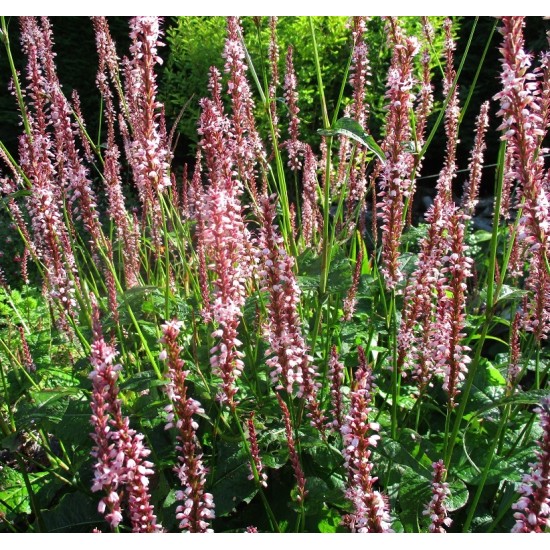 Plante Persicaria (Bistorda) amplexicaulis Rosea -  Ardeiul Broastei