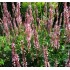 Plante Persicaria (Bistorda) amplexicaulis Rosea -  Ardeiul Broastei