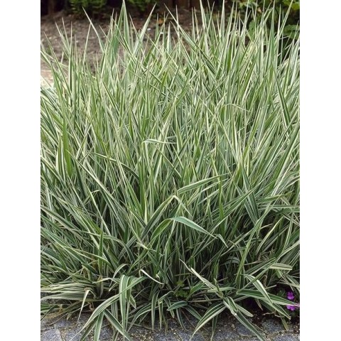 Plante Phalaris arundinacea Picta -Iarba decorativa