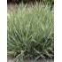 Plante Phalaris arundinacea Picta -Iarba decorativa