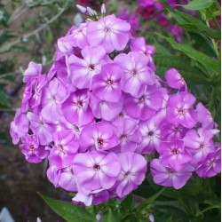 Plante Phlox paniculata Goliath - Brumarele