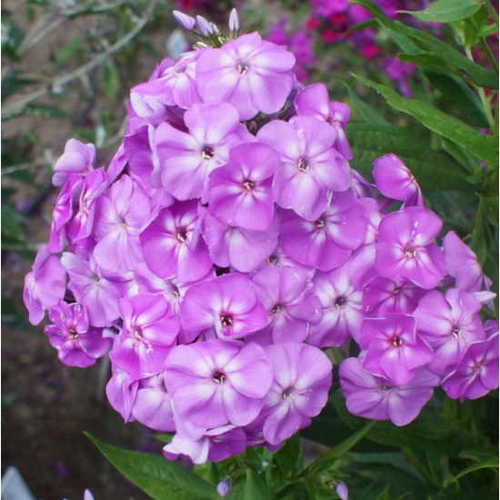 Plante Phlox paniculata Goliath - Brumarele