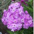 Plante Phlox paniculata Goliath - Brumarele