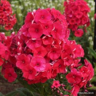 Plante Phlox paniculata Grenadine Dream-Brumarele