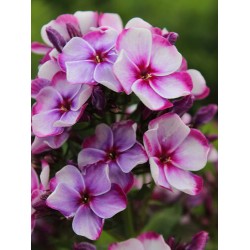 Plante Phlox paniculata Neon Flare Blue-Brumarele