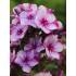 Plante Phlox paniculata Neon Flare Blue-Brumarele