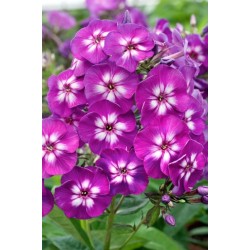 Plante Phlox paniculata Purple Kiss -Brumarele