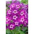 Plante Phlox paniculata Purple Kiss -Brumarele
