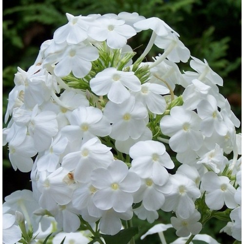 Plante Phlox paniculata White Admiral-Brumarele