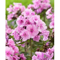 Plante Phlox paniculata Zenobia -Brumarele