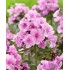 Plante Phlox paniculata Zenobia -Brumarele