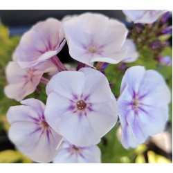 Plante Phlox paniculata Younique Old Blue - Brumarele