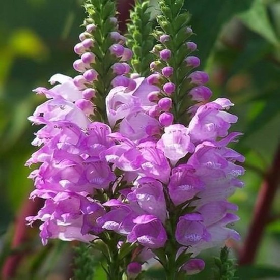 Plante Physostegia virginiana Pink Manners -Rachitica