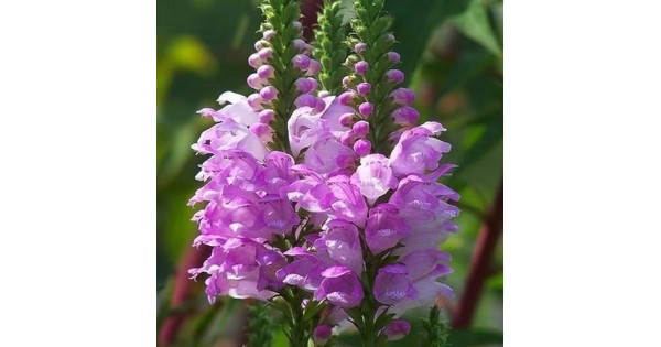 Plante Physostegia virginiana Pink Manners -Rachitica