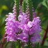Plante Physostegia virginiana Pink Manners -Rachitica